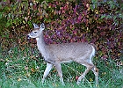 Rick Swartzentrover  White-tailed Deer