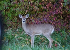 Rick Swartzentrover  White-tailed Deer