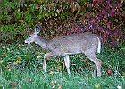 Rick Swartzentrover  White-tailed Deer