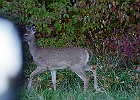 Rick Swartzentrover  White-tailed Deer