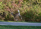 Rick Swartzentrover  White-tailed Deer