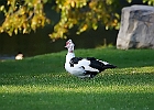Rick Swartzentrover  Muscovy Duck