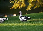 Rick Swartzentrover  Muscovy Duck