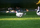 Rick Swartzentrover  Muscovy Duck