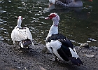 Rick Swartzentrover  Muscovy Duck