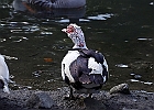 Rick Swartzentrover  Muscovy Duck