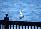 Rick Swartzentrover  Ring-bill Gull