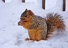 Fox squirrel