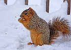 Fox squirrel