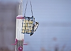 Downy Woodpecker (female)