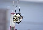 Downy Woodpecker (female)
