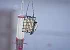 Downy Woodpecker (female)