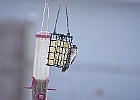 Downy Woodpecker (female)