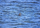 Ruddy Duck