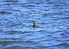 Ruddy Duck