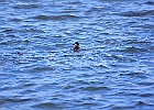 Ruddy Duck