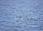 Ruddy Duck
