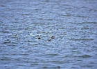 Ruddy Duck