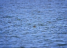 Ruddy Duck