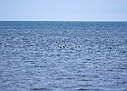 American Coots