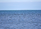 American Coots