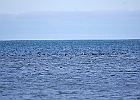 American Coots