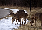 White-tailed Deer