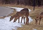 White-tailed Deer