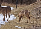White-tailed Deer