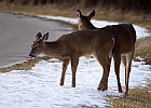 White-tailed Deer