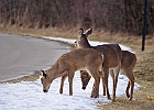 White-tailed Deer