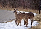 White-tailed Deer