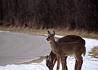 White-tailed Deer