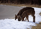 White-tailed Deer