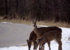 White-tailed Deer