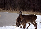 White-tailed Deer
