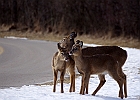 White-tailed Deer