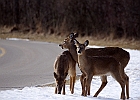 White-tailed Deer