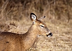 White-tailed Deer