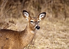 White-tailed Deer