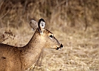 White-tailed Deer