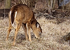 White-tailed Deer