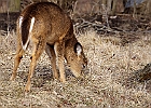 White-tailed Deer