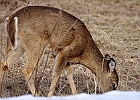 White-tailed Deer