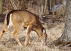 White-tailed Deer