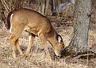 White-tailed Deer