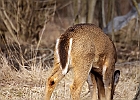 White-tailed Deer