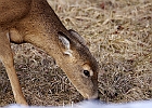 White-tailed Deer