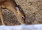 White-tailed Deer