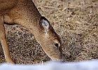 White-tailed Deer